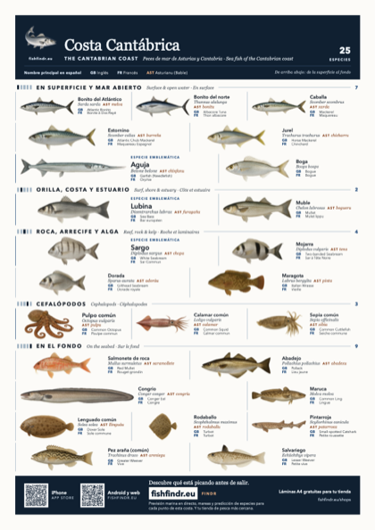 Costa Cantábrica fish chart, colour edition