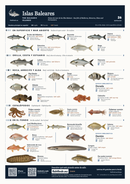 Islas Baleares fish chart, colour edition