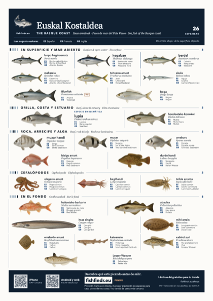 Euskal Kostaldea fish chart, colour edition