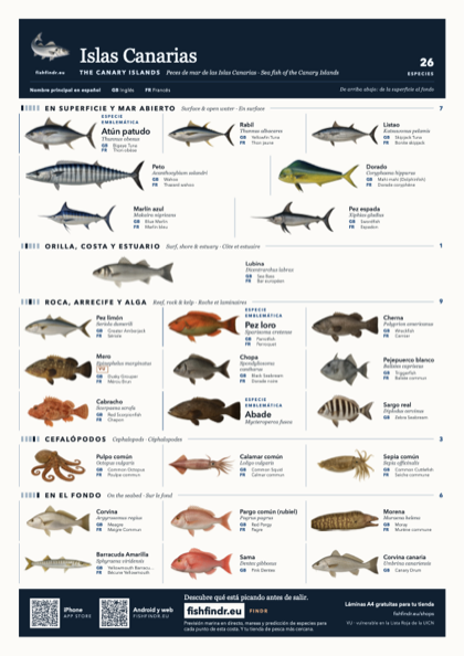 Islas Canarias (The Canary Islands) sea fish identification chart for Spain — 26 species named in Español and arranged by water column from surface at the top to seabed at the bottom, colour edition thumbnail