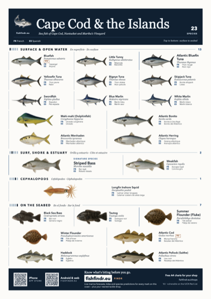 Cape Cod & the Islands sea fish identification chart for United States — 23 species named in English and arranged by water column from surface at the top to seabed at the bottom, colour edition thumbnail