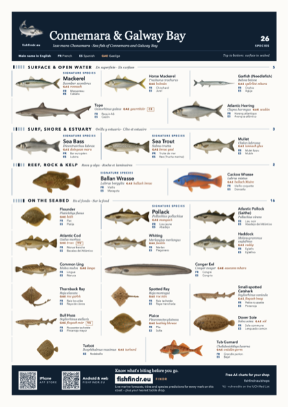 Connemara & Galway Bay fish chart, colour edition