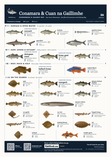 Conamara & Cuan na Gaillimhe fish chart, colour edition