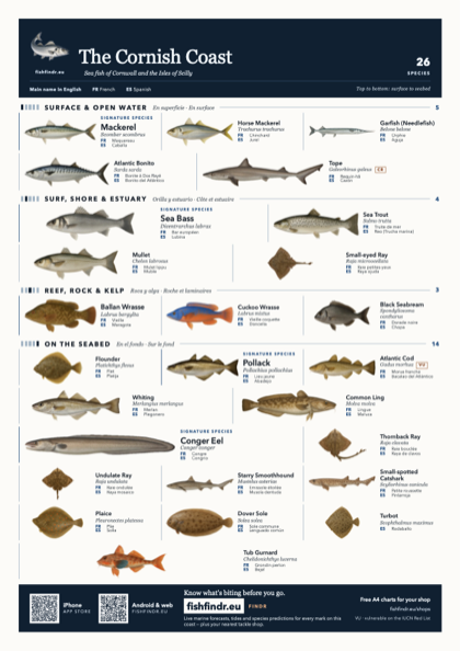The Cornish Coast fish chart, colour edition