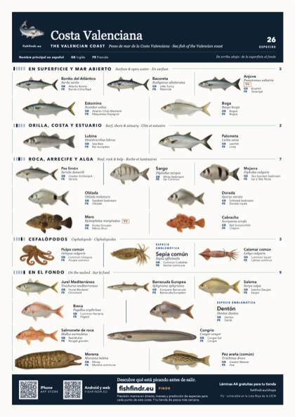 Costa Valenciana (The Valencian Coast) sea fish identification chart for Spain — 26 species named in Español and arranged by water column from surface at the top to seabed at the bottom, colour edition thumbnail