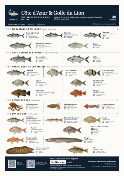 Côte d'Azur & Golfe du Lion (The French Riviera & Gulf of Lion) sea fish identification chart for France — 26 species named in Français and arranged by water column from surface at the top to seabed at the bottom, colour edition thumbnail