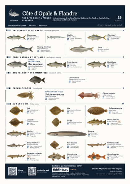 Côte d'Opale & Flandre (The Opal Coast & French Flanders) sea fish identification chart for France — 25 species named in Français and arranged by water column from surface at the top to seabed at the bottom, colour edition thumbnail