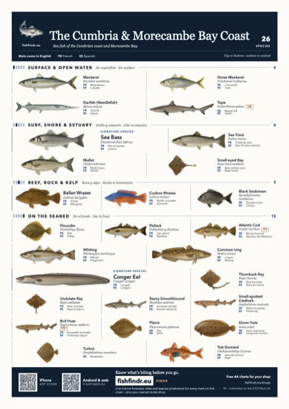 The Cumbria & Morecambe Bay Coast sea fish identification chart for United Kingdom — 26 species named in English and arranged by water column from surface at the top to seabed at the bottom, colour edition thumbnail