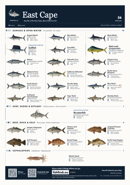 East Cape sea fish identification chart for Mexico — 26 species named in English and arranged by water column from surface at the top to seabed at the bottom, colour edition thumbnail