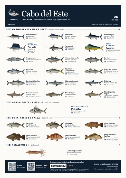 Cabo del Este (East Cape) sea fish identification chart for Mexico — 26 species named in Español (México) and arranged by water column from surface at the top to seabed at the bottom, colour edition thumbnail