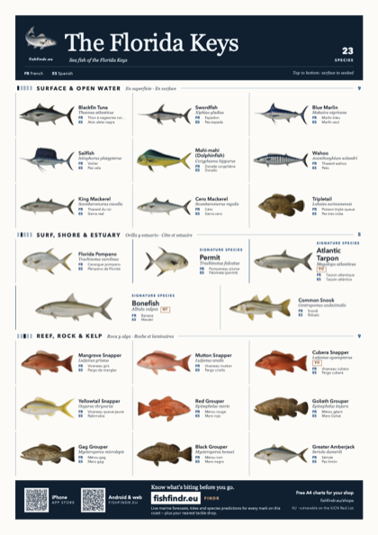 The Florida Keys sea fish identification chart for United States — 23 species named in English and arranged by water column from surface at the top to seabed at the bottom, colour edition thumbnail