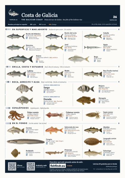 Costa de Galicia fish chart, colour edition