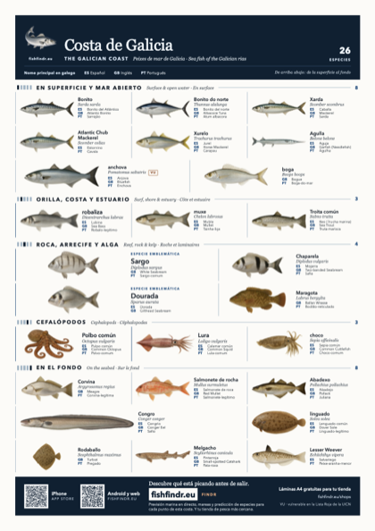 Costa de Galicia fish chart, colour edition