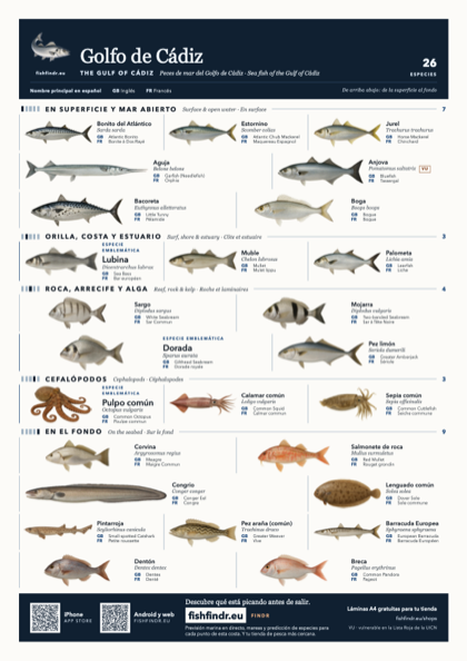 Golfo de Cádiz (The Gulf of Cádiz) sea fish identification chart for Spain — 26 species named in Español and arranged by water column from surface at the top to seabed at the bottom, colour edition thumbnail