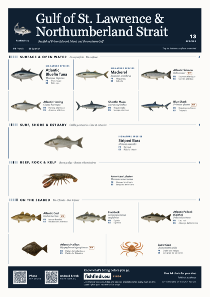 Gulf of St. Lawrence & Northumberland Strait sea fish identification chart for Canada — 13 species named in English and arranged by water column from surface at the top to seabed at the bottom, colour edition thumbnail