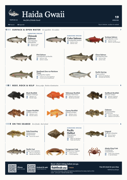 Haida Gwaii sea fish identification chart for Canada — 19 species named in English and arranged by water column from surface at the top to seabed at the bottom, colour edition thumbnail