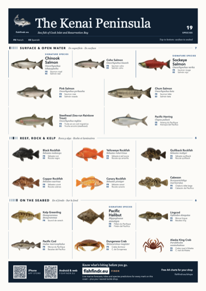 The Kenai Peninsula sea fish identification chart for United States — 19 species named in English and arranged by water column from surface at the top to seabed at the bottom, colour edition thumbnail