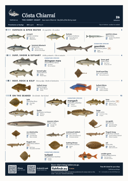 Cósta Chiarraí fish chart, colour edition