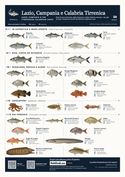 Lazio, Campania e Calabria Tirrenica (Lazio, Campania & the Tyrrhenian Calabrian Coast) sea fish identification chart for Italy — 26 species named in it and arranged by water column from surface at the top to seabed at the bottom, colour edition thumbnail