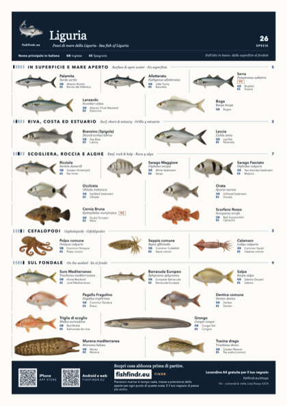 Liguria sea fish identification chart for Italy — 26 species named in it and arranged by water column from surface at the top to seabed at the bottom, colour edition thumbnail