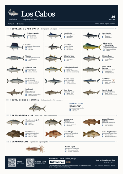 Los Cabos sea fish identification chart for Mexico — 26 species named in English and arranged by water column from surface at the top to seabed at the bottom, colour edition thumbnail