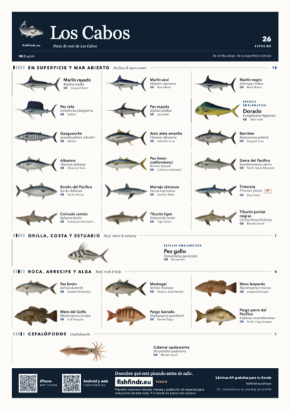 Los Cabos sea fish identification chart for Mexico — 26 species named in Español (México) and arranged by water column from surface at the top to seabed at the bottom, colour edition thumbnail