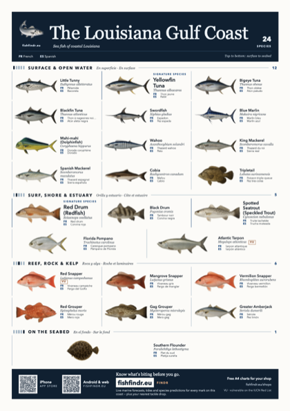 The Louisiana Gulf Coast sea fish identification chart for United States — 24 species named in English and arranged by water column from surface at the top to seabed at the bottom, colour edition thumbnail