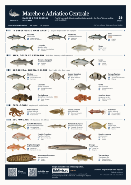 Marche e Adriatico Centrale (Marche & the Central Adriatic) sea fish identification chart for Italy — 26 species named in it and arranged by water column from surface at the top to seabed at the bottom, colour edition thumbnail