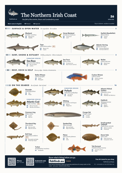 The Northern Irish Coast fish chart, colour edition