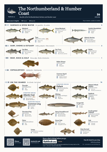 The Northumberland & Humber Coast sea fish identification chart for United Kingdom — 26 species named in English and arranged by water column from surface at the top to seabed at the bottom, colour edition thumbnail