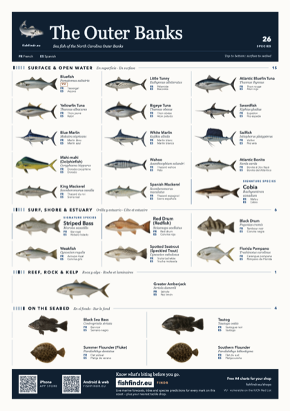 The Outer Banks sea fish identification chart for United States — 26 species named in English and arranged by water column from surface at the top to seabed at the bottom, colour edition thumbnail