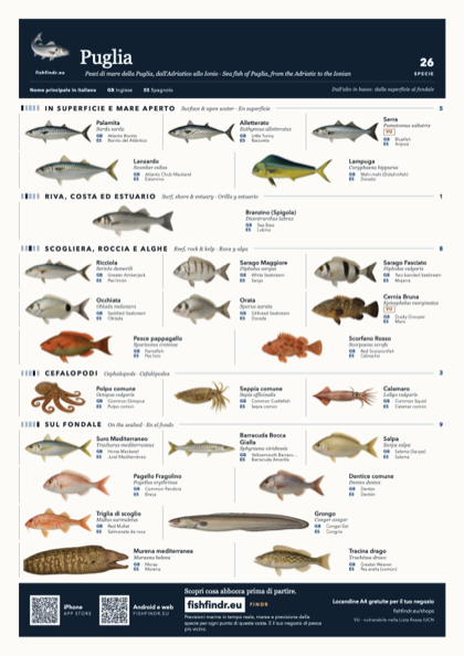 Puglia sea fish identification chart for Italy — 26 species named in it and arranged by water column from surface at the top to seabed at the bottom, colour edition thumbnail
