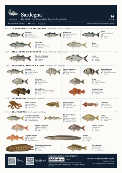 Sardegna (Sardinia) sea fish identification chart for Italy — 26 species named in it and arranged by water column from surface at the top to seabed at the bottom, colour edition thumbnail