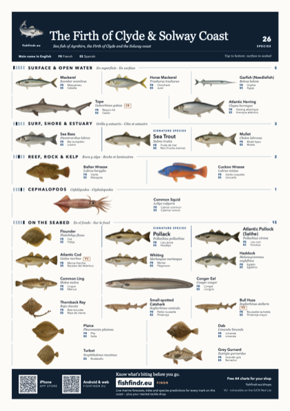 The Firth of Clyde & Solway Coast sea fish identification chart for United Kingdom — 26 species named in English and arranged by water column from surface at the top to seabed at the bottom, colour edition thumbnail