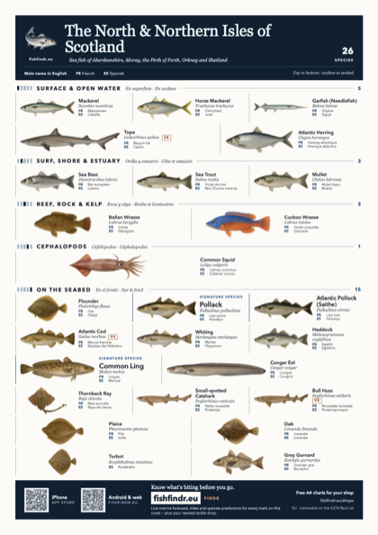 The North & Northern Isles of Scotland sea fish identification chart for United Kingdom — 26 species named in English and arranged by water column from surface at the top to seabed at the bottom, colour edition thumbnail