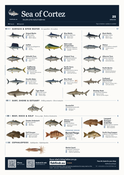 Sea of Cortez sea fish identification chart for Mexico — 25 species named in English and arranged by water column from surface at the top to seabed at the bottom, colour edition thumbnail