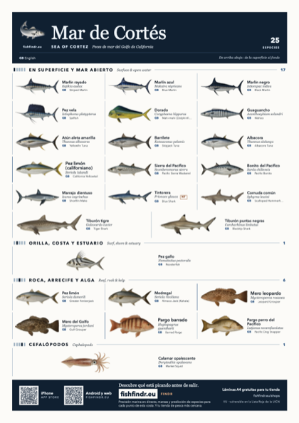 Mar de Cortés (Sea of Cortez) sea fish identification chart for Mexico — 25 species named in Español (México) and arranged by water column from surface at the top to seabed at the bottom, colour edition thumbnail