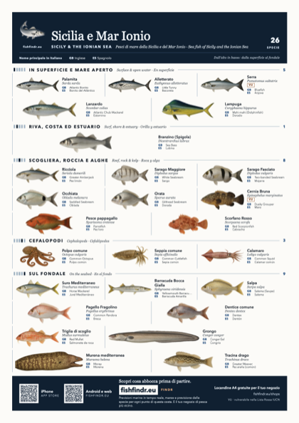Sicilia e Mar Ionio (Sicily & the Ionian Sea) sea fish identification chart for Italy — 26 species named in it and arranged by water column from surface at the top to seabed at the bottom, colour edition thumbnail
