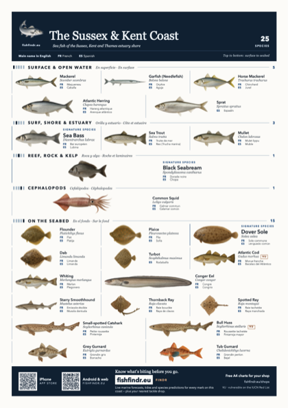 The Sussex & Kent Coast fish chart, colour edition