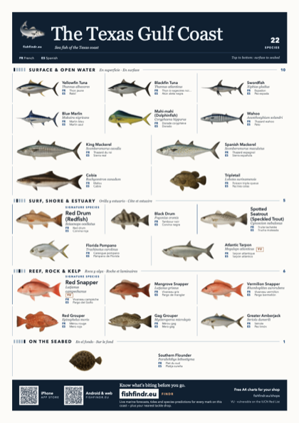 The Texas Gulf Coast sea fish identification chart for United States — 22 species named in English and arranged by water column from surface at the top to seabed at the bottom, colour edition thumbnail