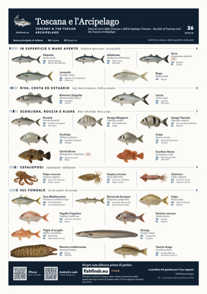 Toscana e l'Arcipelago (Tuscany & the Tuscan Archipelago) sea fish identification chart for Italy — 26 species named in it and arranged by water column from surface at the top to seabed at the bottom, colour edition thumbnail