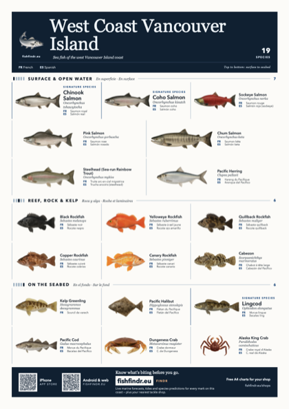 West Coast Vancouver Island sea fish identification chart for Canada — 19 species named in English and arranged by water column from surface at the top to seabed at the bottom, colour edition thumbnail