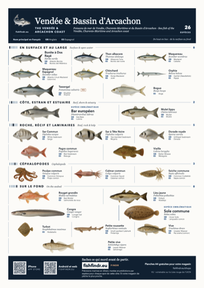 Vendée & Bassin d'Arcachon (The Vendée & Arcachon Coast) sea fish identification chart for France — 26 species named in Français and arranged by water column from surface at the top to seabed at the bottom, colour edition thumbnail