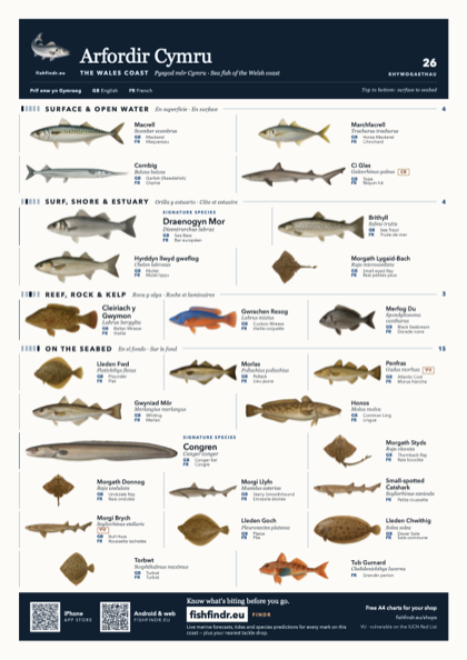 Arfordir Cymru (The Wales Coast) sea fish identification chart for United Kingdom — 26 species named in Cymraeg and arranged by water column from surface at the top to seabed at the bottom, colour edition thumbnail
