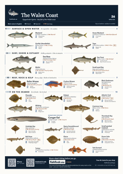 The Wales Coast sea fish identification chart for United Kingdom — 26 species named in English and arranged by water column from surface at the top to seabed at the bottom, colour edition thumbnail