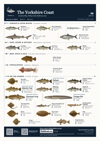 The Yorkshire Coast fish chart, colour edition