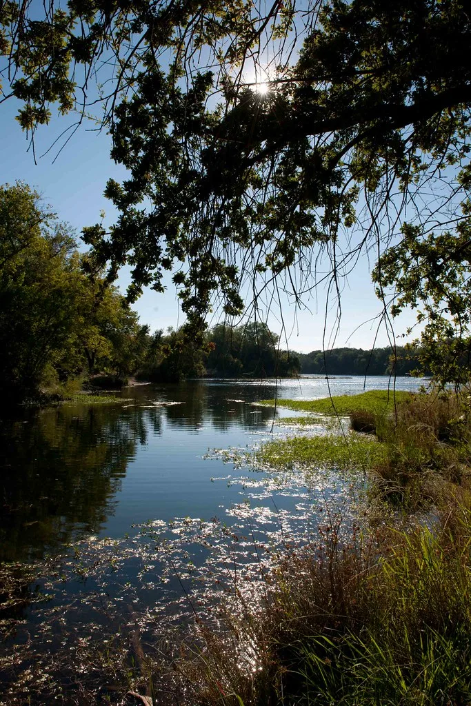 Sunlit view of the American River in Sacramento, California, with overhanging oak trees and calm water dotted with floating vegetation.