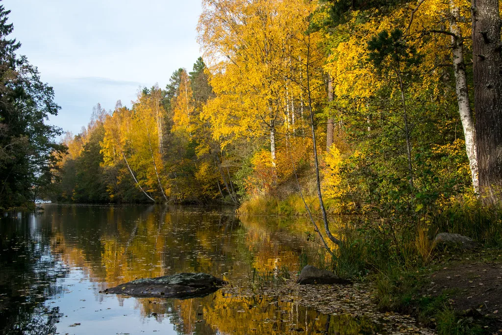A calm wooded river reach lined with golden autumn birch trees reflected in still water.