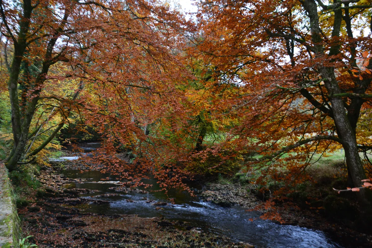 The River Teign flowing through a wooded valley near Teignbridge, Devon, with clear water over a rocky bed.