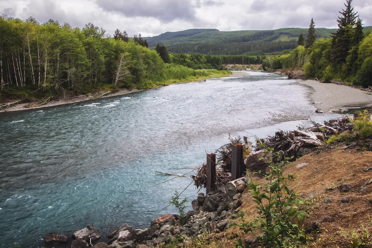 The glacial blue-grey Hoh River flowing past gravel bars through the temperate rainforest of the Olympic Peninsula, Washington